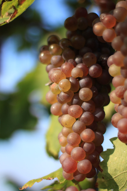 Vinobraní II.